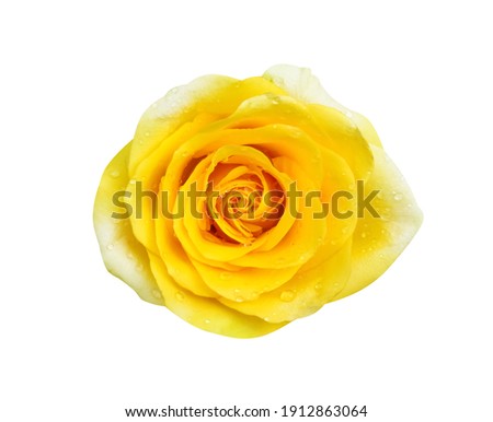 ํIsolated yellow rose flowers with water drop on white background