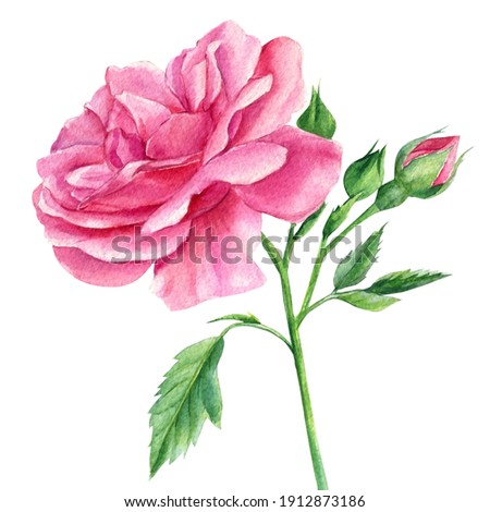 Branch Pink rose, leaves and buds on a white background, watercolor botanical painting