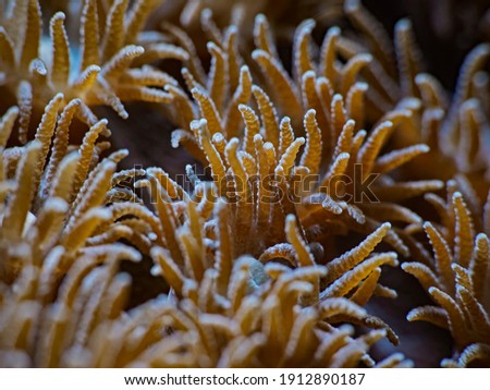 Tips of a tropical coral 