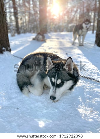Portrait of Siberian husky sled dog at snowy winter.