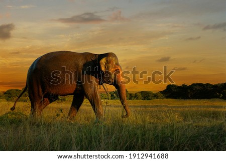 elephants walking in the savannah during sunset
