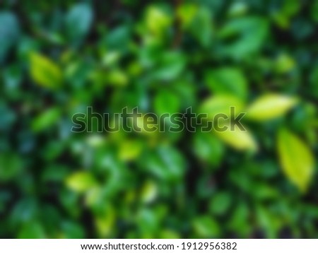blurred background of green leaves