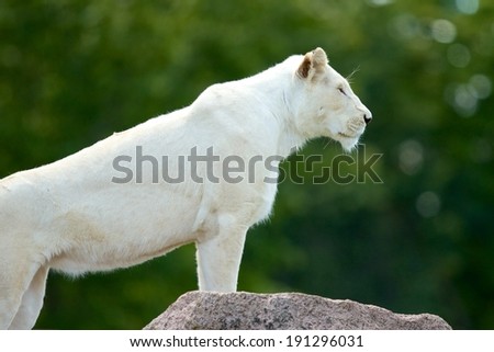 Majestic Queen Picture of a proud albino lioness with her front legs perched on top of a rock.  