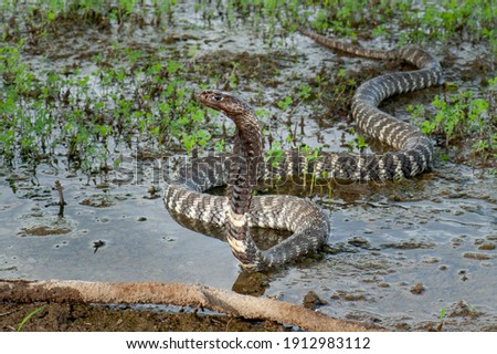 Western barred spitting cobra in the water