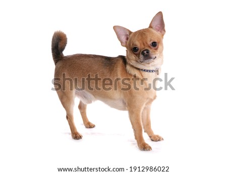 Chihuahua Dog
Single adult male standing
studio