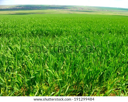 Green wheat field Royalty-Free Stock Photo #191299484