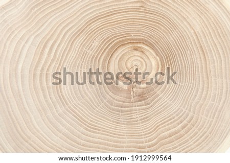 annual rings on a tree cut close-up Royalty-Free Stock Photo #1912999564