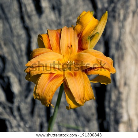 Ochre yellow double daylilies blooming in late autumn against  the rough  bark of a large tree add a touch of color to the autumn landscape.