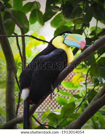 Beautiful toucan in wildlife refuge in Costa Rica