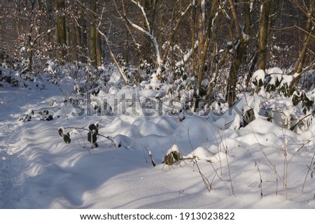 snowy forest in Europe 2021, trees forest, deep snow,