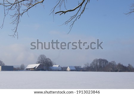 snowy forest in Europe 2021, trees forest, deep snow,