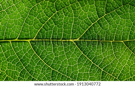 close up green leaf texture of Hollyhock ( Alcea rosea L. ) Royalty-Free Stock Photo #1913040772