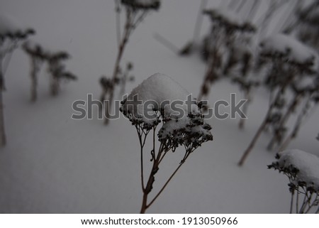 background pictures with snow in the nature or outside