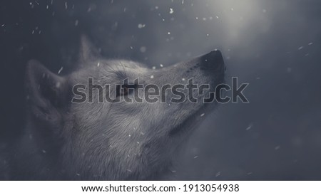 Arctic Wolf In Winter Looks Snow Cool Shades.
