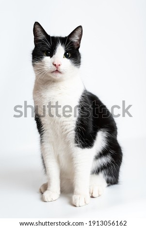 cat, kitty, animal, pet, male cat Royalty-Free Stock Photo #1913056162