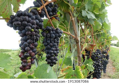 grapevines with lot of grapes for tasty wines in Rheinland Pfalz, German wine Royalty-Free Stock Photo #1913087086