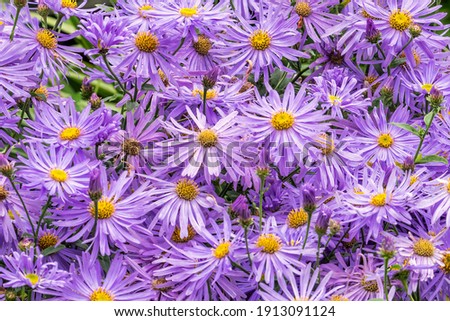 Aster x frikartii 'Monch' a lavender blue herbaceous perennial summer autumn flower plant commonly known as Michaelmas daisy, stock photo image Royalty-Free Stock Photo #1913091124