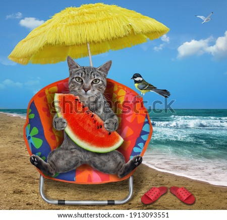 A gray cat seats on a beach chair and eats watermelon under a straw umbrella on the seashore.