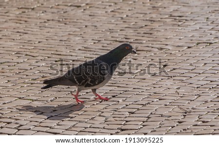 A picture of a rock pigeon walking in a cobblestone pavement.