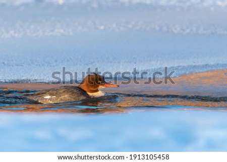 Swimming merganser in the sunlight with snowy background. Shot in Sweden, Europe