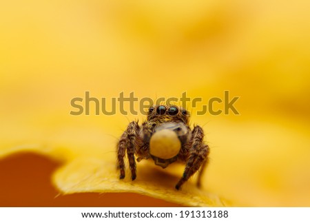 jumper spider on yellow leaf
