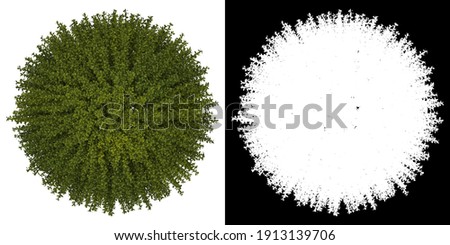 Left view of tree Berberis Thunbergii png with alpha channel to cutout 3D rendering	
