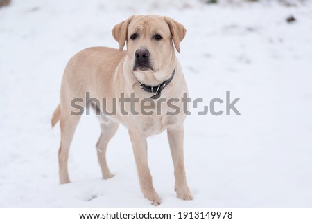 Adorable Labrador Retriever dog in the snow