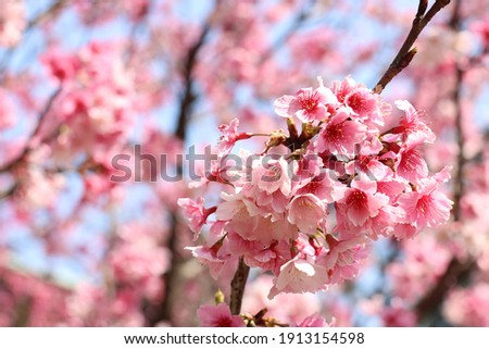 Beautiful pink cherry blossoms in spring at Taiwan.