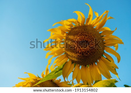Portrait picture of a sunflower field in the afternoon. They are brilliant yellow and are in full bloom with a clear blue sky. Feeling fresh and relax. The idea for blossom background with copy space.