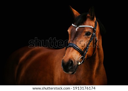 Brown horse with a black leather bridle in front of a black studio background Royalty-Free Stock Photo #1913176174