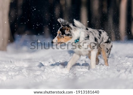 Border collie puppy playing in winter forest. Snowing landscape
