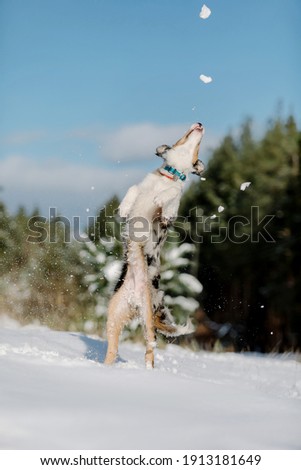 Border collie puppy playing in winter forest. Snowing landscape