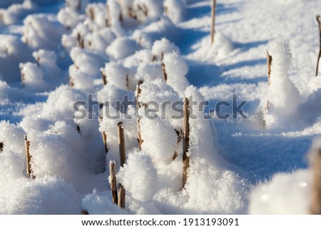 snow drifts and plants in winter, deep snow drifts and plants after the last snowfall, winter cold weather after the snowfall with plants