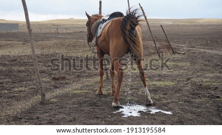 Brown horse pissing in the valley Royalty-Free Stock Photo #1913195584