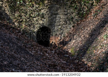 Antelope in front of a hole in a stone wall