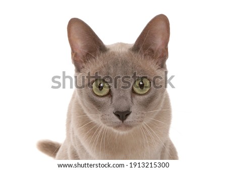 Burmese pet Cat isolated on a white background