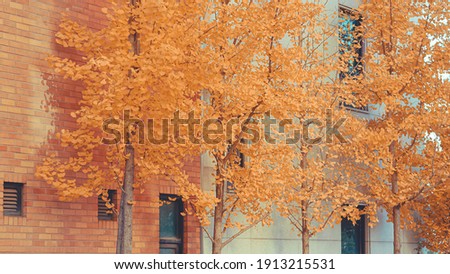 Ginkgo tree branch leaves with red orange brick wall background