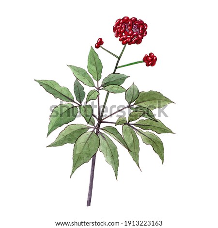 Ginseng single plant with berries isolated on white watercolor hand drawn illustration chinese panax botany herbal medicine medical healing red green curative