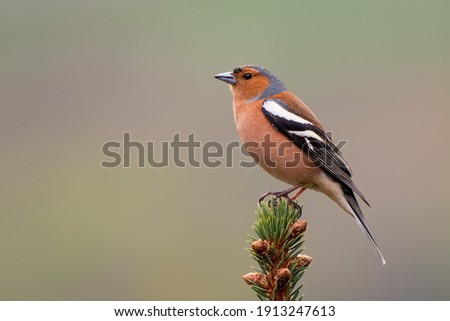 Male Chaffinch, Fringilla coelebs, perched on top of conifer tree. Close up image of beautiful colours of the male Chaffinch in Scotland. Royalty-Free Stock Photo #1913247613