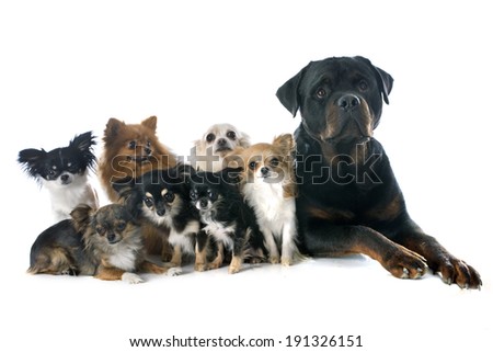 purebred rottweiler and little dogs in front of white background