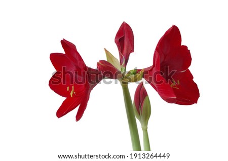 Selective focused photo of deep red amaryllis flowers from amaryllis bulb isolated on white background concept of beauty, love and romance and Valentine’s Day
