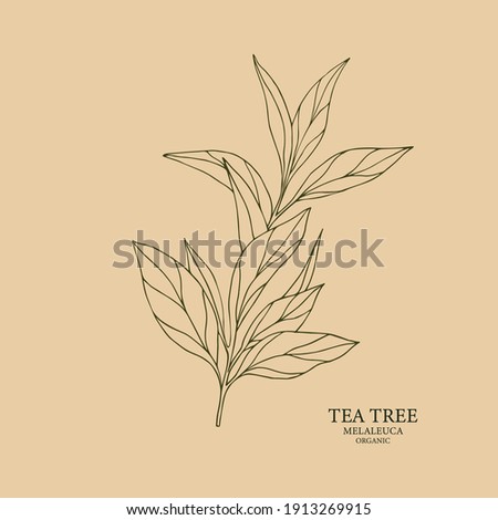 Tea tree melaleuca illustration. Botanical design for organic cosmetics, aromatherapy, medicine Royalty-Free Stock Photo #1913269915
