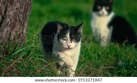 great safety and characteristic black and white cat