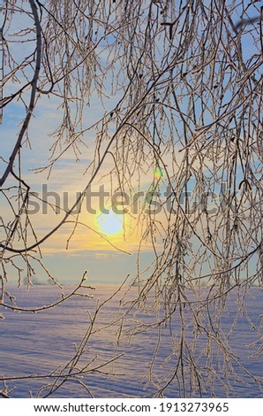 Abstract photo. A lot of thin birch branches covered with hoarfrost against clear blue sky with bright sun disk. Sunrise in the frosty winter morning. Ukraine.