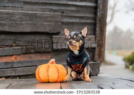 Dressed Chihuahua. pedigree dog chihuahua clothing outdoors. Halloween