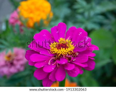 Close-up of a delicate pink and yellow cynia flower, the background of greenery and flowers is blurred. There is a place for the text.