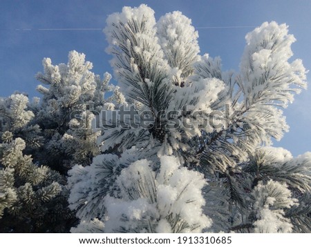 Tender fluffy snow on trees in sunny frosty weather