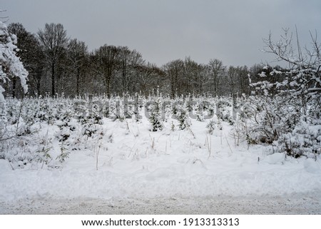 A young pine forest covered in snow. Picture from Scania, southern Sweden
