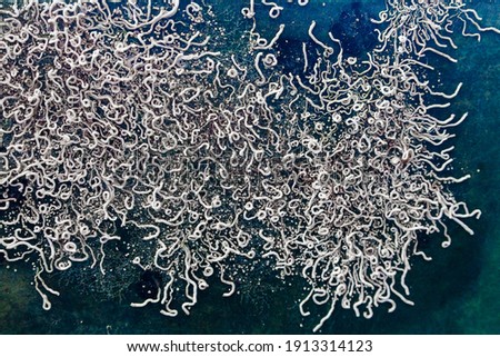 Dried microorganisms on the hull of the yacht, close-up.
