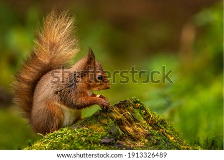 Cute adorable little Red Squirrel sitting on a mossy tree stump on the woodland floor nibbling on a tasty hazelnut. Soft bokeh green background with space on the right for text. 